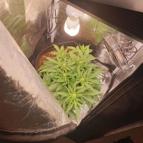 Rhino Ryder growlog timeline photo