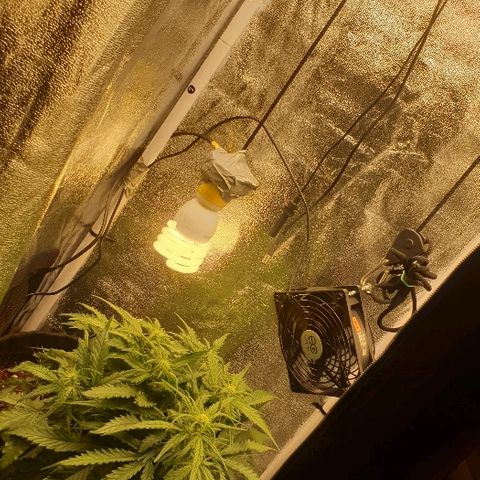 Rhino Ryder growlog timeline photo