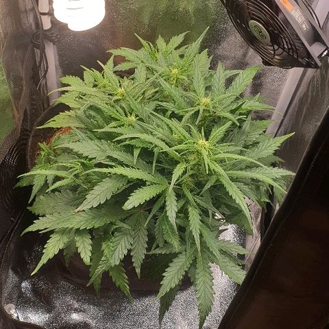 Rhino Ryder growlog timeline photo