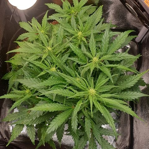 Rhino Ryder growlog timeline photo