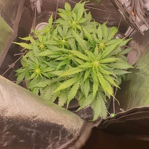 Rhino Ryder growlog timeline photo