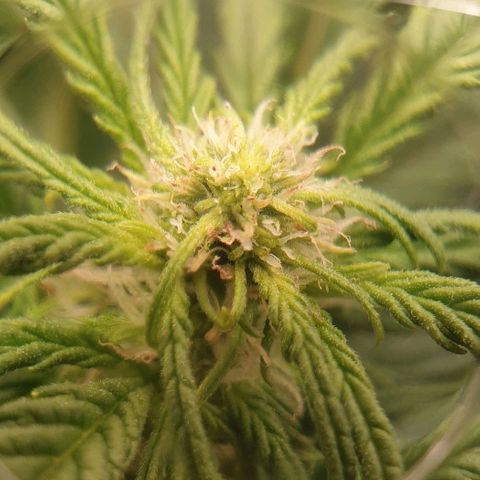 Rhino Ryder growlog timeline photo