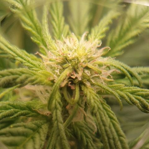 Rhino Ryder growlog timeline photo