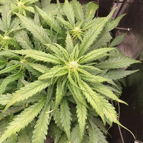 Rhino Ryder growlog timeline photo