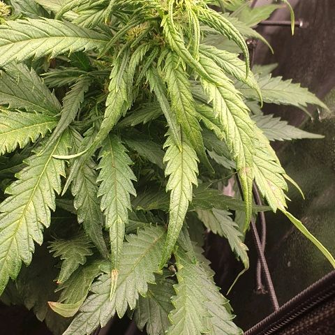 Rhino Ryder growlog timeline photo