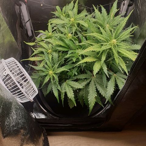Rhino Ryder growlog timeline photo