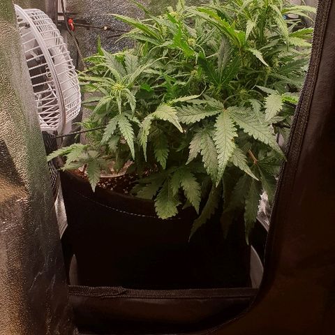 Rhino Ryder growlog timeline photo