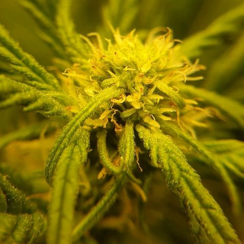 Rhino Ryder growlog timeline photo