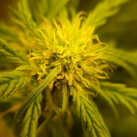 Rhino Ryder growlog timeline photo