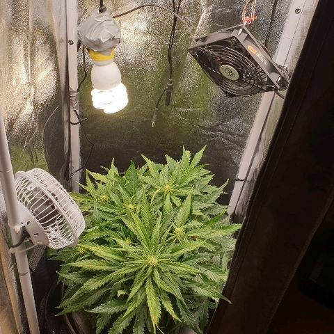Rhino Ryder growlog timeline photo