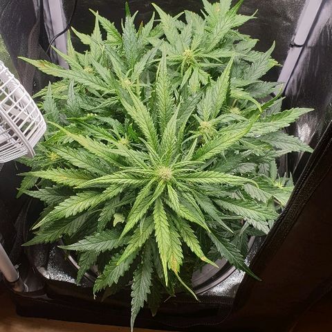 Rhino Ryder growlog timeline photo