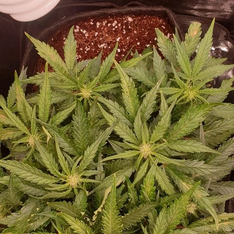 Rhino Ryder growlog timeline photo