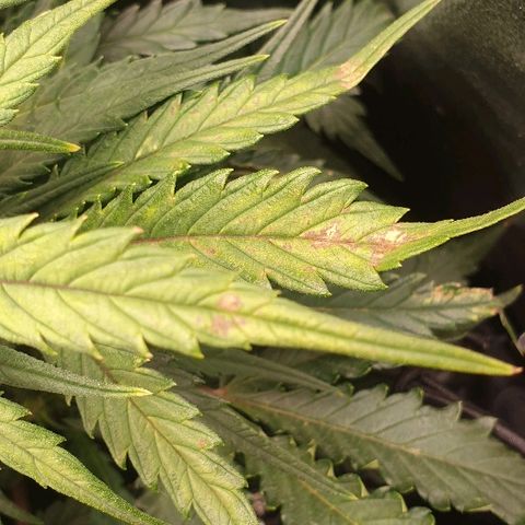 Rhino Ryder growlog timeline photo