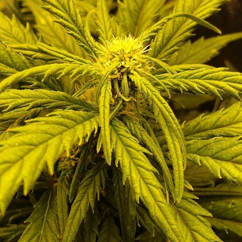 Rhino Ryder growlog timeline photo