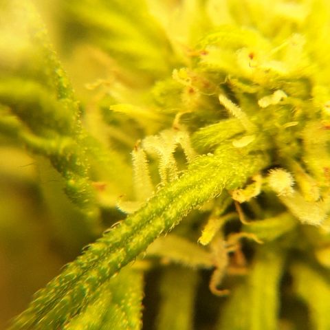 Rhino Ryder growlog timeline photo