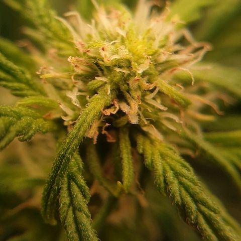 Rhino Ryder growlog timeline photo
