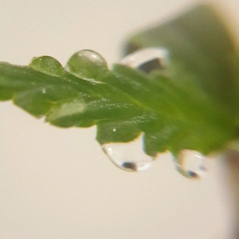 Rhino Ryder growlog timeline photo