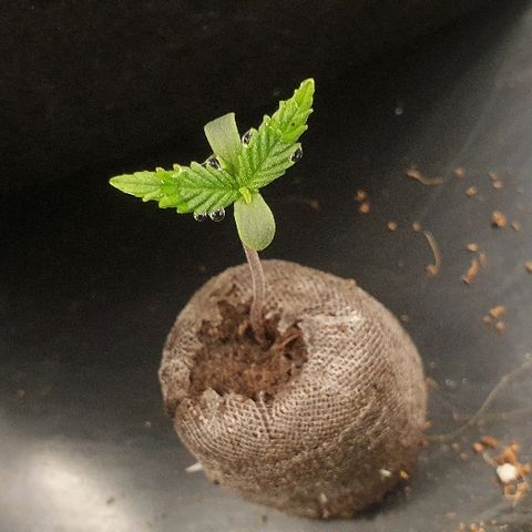 Rhino Ryder growlog timeline photo
