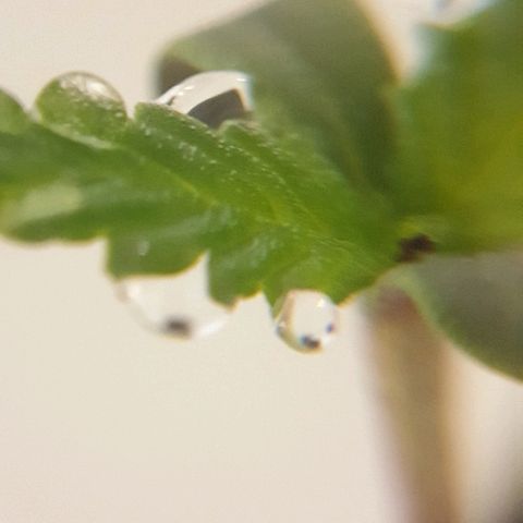 Rhino Ryder growlog timeline photo