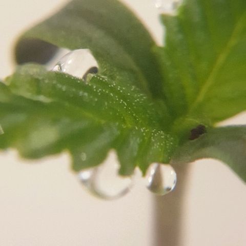 Rhino Ryder growlog timeline photo