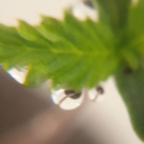 Rhino Ryder growlog timeline photo
