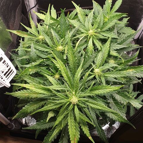 Rhino Ryder growlog timeline photo
