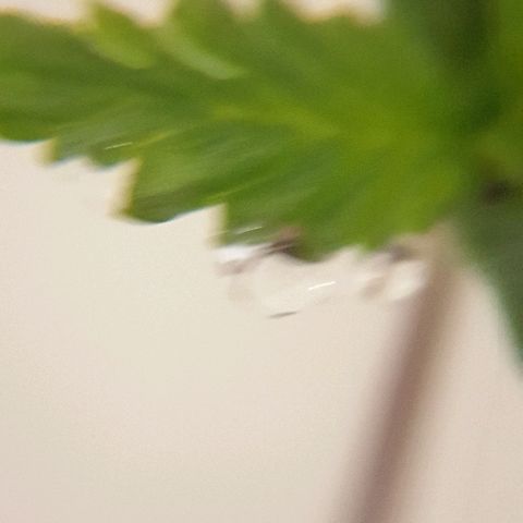 Rhino Ryder growlog timeline photo