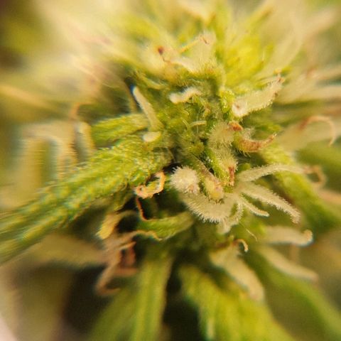 Rhino Ryder growlog timeline photo