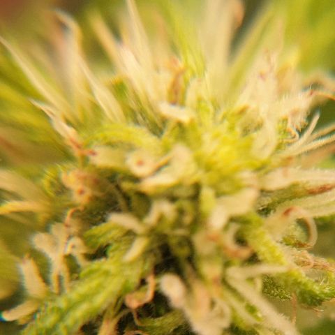 Rhino Ryder growlog timeline photo