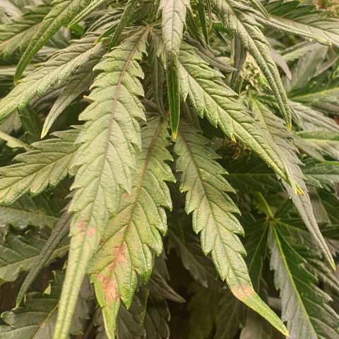 Rhino Ryder growlog timeline photo