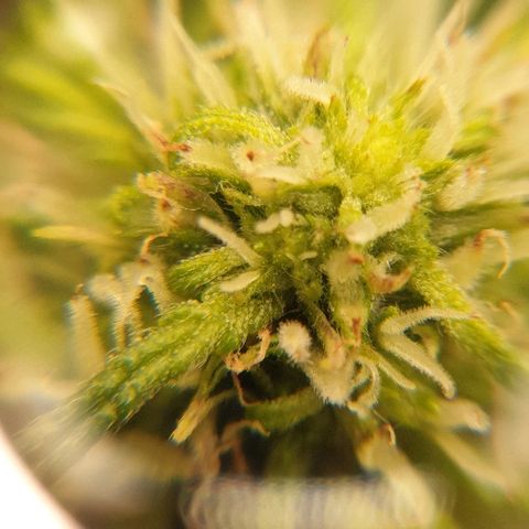 Rhino Ryder growlog timeline photo