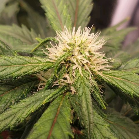 Rhino Ryder growlog timeline photo