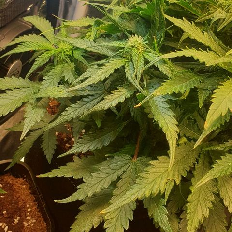 Rhino Ryder growlog timeline photo