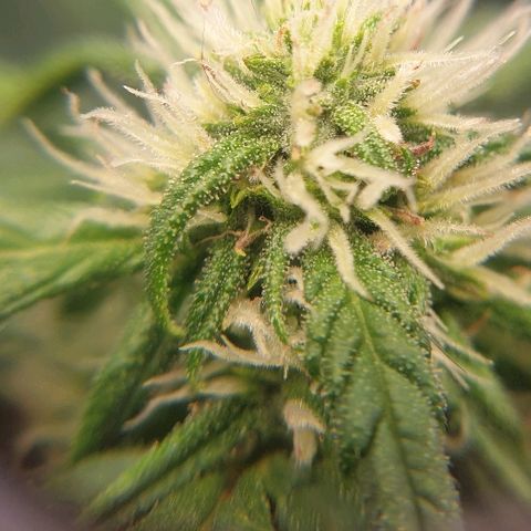 Rhino Ryder growlog timeline photo
