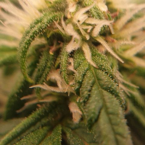 Rhino Ryder growlog timeline photo