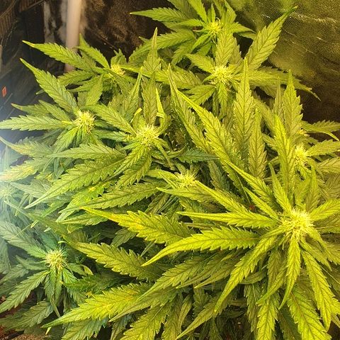 Rhino Ryder growlog timeline photo
