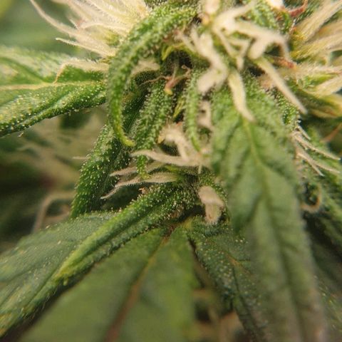 Rhino Ryder growlog timeline photo