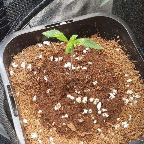 Rhino Ryder growlog timeline photo