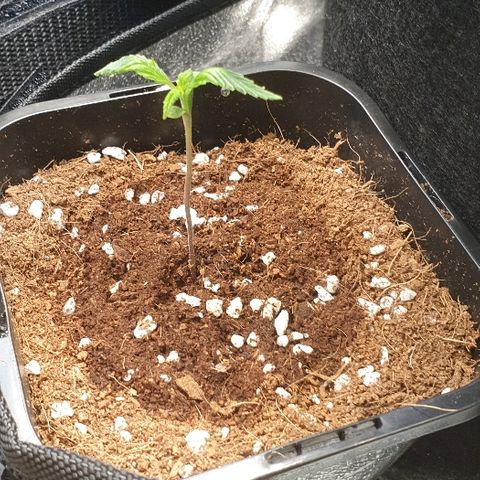 Rhino Ryder growlog timeline photo