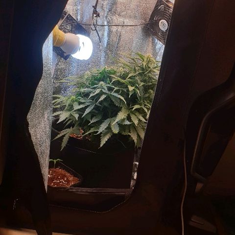 Rhino Ryder growlog timeline photo