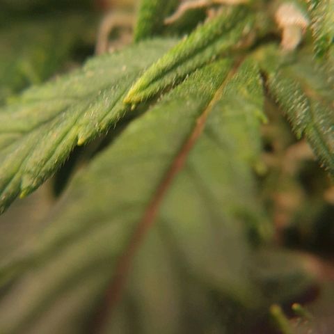 Rhino Ryder growlog timeline photo
