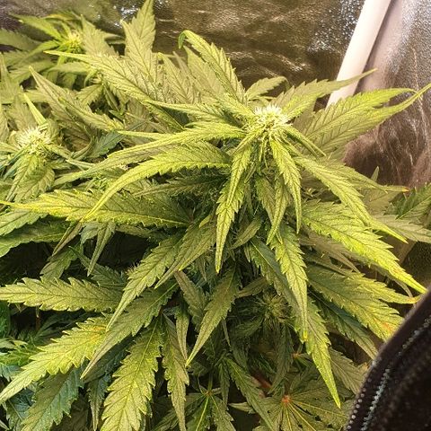Rhino Ryder growlog timeline photo