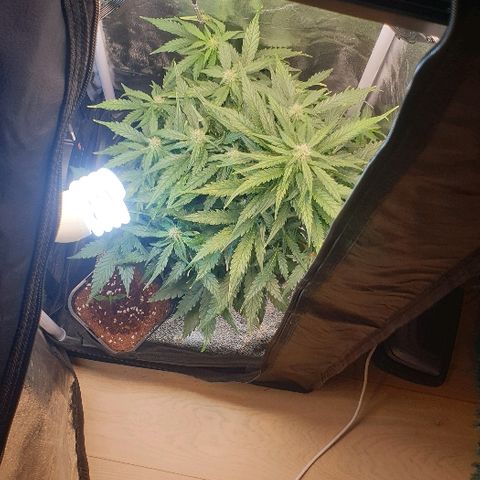 Rhino Ryder growlog timeline photo