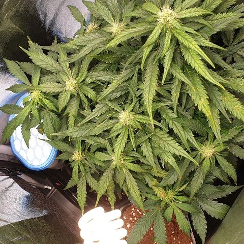 Rhino Ryder growlog timeline photo