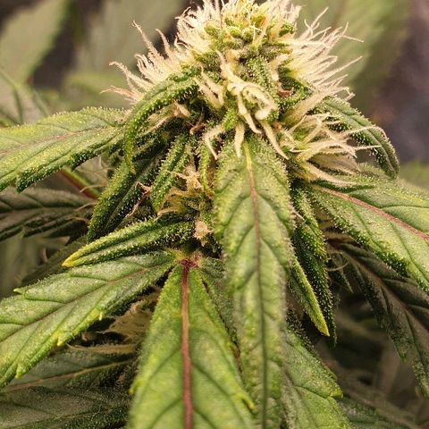 Rhino Ryder growlog timeline photo