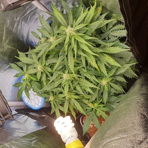 Rhino Ryder growlog timeline photo
