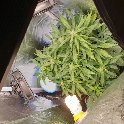 Rhino Ryder growlog timeline photo