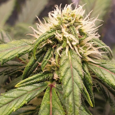Rhino Ryder growlog timeline photo
