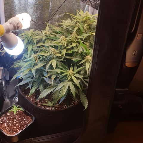 Rhino Ryder growlog timeline photo