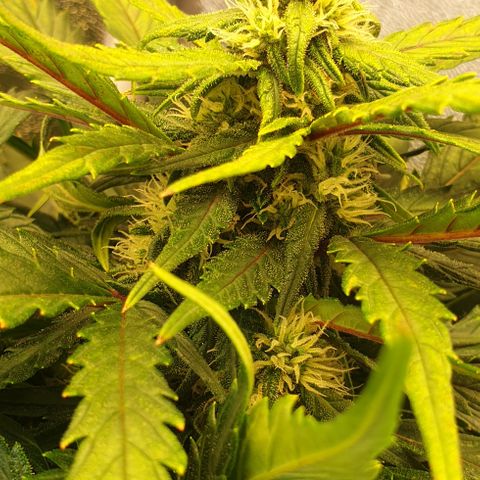Rhino Ryder growlog timeline photo